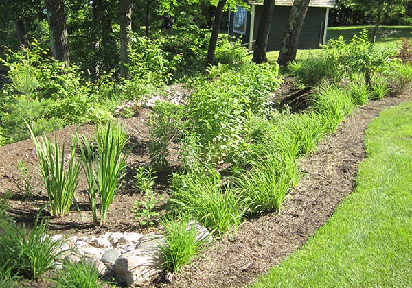 Lakefront vegetation for erosion control